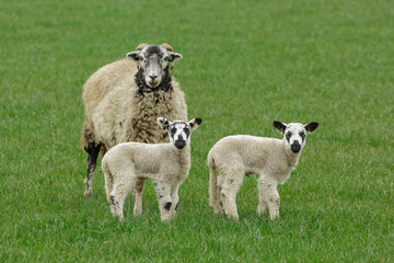 Wall Mural - Swaledale ewe or female sheep inSpringtime, facing forward in green meadow with her two young Swaledale mule lambs.  North Yorkshire, UK. Copy space.  Horizontal.