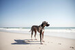 Great Dane dog on the beach, funny portrait, generativeai