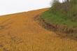 © Schmutzler-Schaub - Mit Glyphosat gespritztes Feld neben Naturschutzgebiet im April