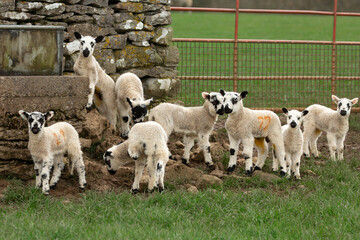Wall Mural - Lambs in Springtime.  Eight cute lambs play around a water trough in Springtime without their mums with red metal gate and drystone walling.  Horizontal.  Copy space.