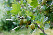 Close-up of vibrant green gooseberries on a branch, ripe gooseberry