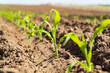 Young sprout of corn on farm field. Growing young green corn seedling sprouts