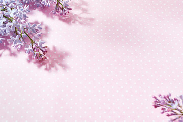 Wall Mural - flat lay frame with lilac branches on a pink background