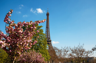 Poster - Cherry blossom flowers in full bloom with Eiffel tower in the background. Paris, France