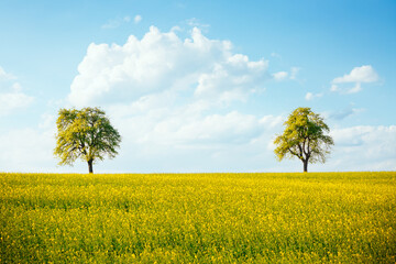 Aufkleber - Perfect spring scene with two lone trees in a canola field.