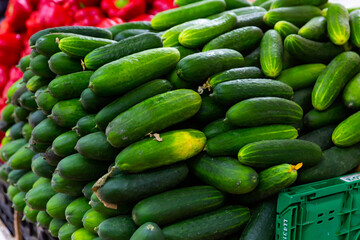 Wall Mural - Close up of fresh green cucumber collection outdoor on market counter