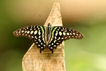 A Graphium Agamemnon Butterfly On The Wood