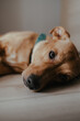 lying ginger sad dog (selective focus)