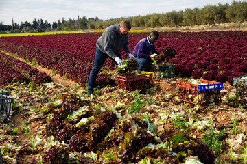 Sticker - Portrait of men gardeners picking harvest of red lettuce to crates in garden