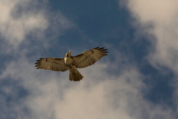 A red-tailed hawk surveys its surroundings as it soars throught the sky in Toronto