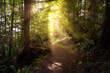 Magical Trail in Rain Forest with Sunrays. Taken in Ucluelet, Vancouver Island, British Columbia, Canada. Artistic Render.