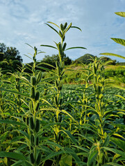 Canvas Print - The appearance of Sesame in the field.