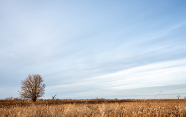 Lonely tree under gray sky on a grassland after snow