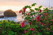 Flowers on a cliff overlooking the ocean at sunset.