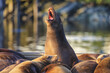 A singing sea lion.