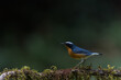 Indian Blue Robin From Western Ghats India
