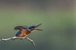 Common Kingfisher Stretching And Calling