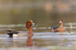 Eurasian Wigeon Male Duck With Female in Background