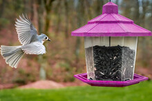 Sunflower Seed Hunter - Tufted Titmouse Coming In For A Landing To Grab A Bite To Eat From The Bird Feeder
