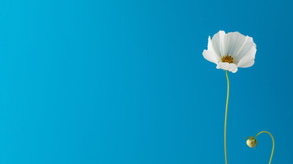 delicate white flower on a blue background. floral background, summer background. banner
