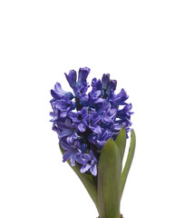 Wall Mural - Blue hyacinth flower isolated white background. The first spring flower is blue hyacinth.