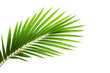 Tropical palm tree leaf isolated 