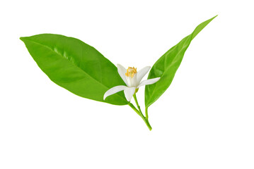 Wall Mural - orange tree flower. white flower and green leaves. neroli fragrant blossom isolated transparent png.