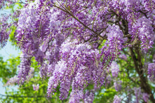 Spring Chinese Wisteria Flowers Blooming. Blue Rain Wisteria Blossom
