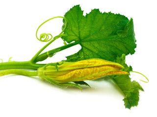 Canvas Print - Diet food, vegetarianism. Flowers, leaves and fruits of young green zucchini isolated on white background