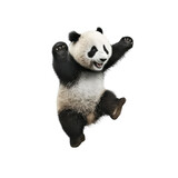 panda jumping isolated on white background