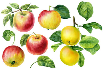 Set apples. Watercolor harvest apple with leaf isolated on white background, fresh fruit. apple tree branch illustration