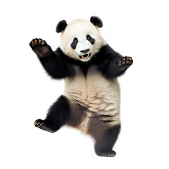 Wall Mural - panda isolated on white background