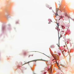 Wall Mural - Pretty nature frame with pink cherry blossom at white background with bokeh