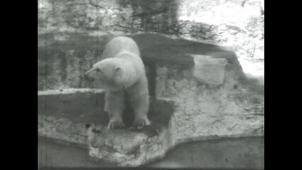 Wall Mural - Italy 1968, Rare footage of a polar bear in black and white from the 1960s zoo