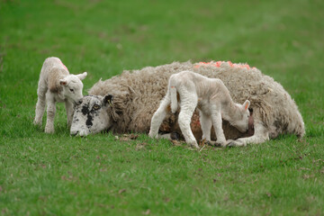 Wall Mural - Tired mother sheep with her newborn twin lambs, one lamb trying to suckle and one lamb snuggling up.  Clean background.  Copy space.  Yorkshire Dales, UK.
