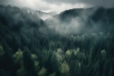Fototapeta Las - Cloudy Forest on mountain