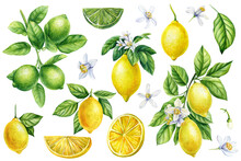Lemons And Lime Branches, Leaves, Flowers. Watercolor Illustration Botanical Painting, Collection Of Citrus Fruits