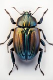 Fototapeta Motyle - Realistic brown yellow beetle in front view with a white backgroun Generative AI