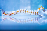 Fototapeta  - Total human spine skeleton model with beautiful reflection on glass table.Cervical, thoracic and lumbar spine to sacrum.Doctor in the orthopedic unit uses it for patient education before surgery.