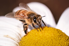 Close Up Of An European Honey Bee (Apis Mellifera) Pollinating And Feeding On A White And Yellow Montauk Daisy Flowers. Long Island, New York, USA