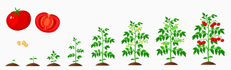 Wall Mural - Tomato growth stages, vegetable plant life cycle of vector agriculture and farm crop. Growing process of tomato plants with cartoon seedlings, green sprouts and flowers, roots, soil and ripe veggies