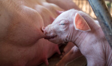A Week-old Newborn Piglet Is Suckling From Its Mother In Pig Farm,Close-up Of Small Piglet Drinking Milk From Breast In The Farm