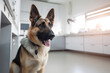 © Oleksandr - a german shepherd sits at a doctor's appointment in a veterinary clinic. ai generative