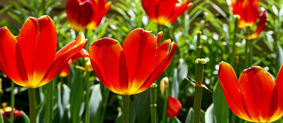 Wall Mural - red and yellow tulips in the garden