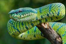 Portrait Of A Green Pit Viper (Tropidolaemus Subannulatus) Coiled On A Branch, Indonesia