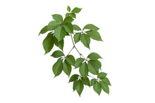 Green Sprig Of Wild Or Parthenocissus Isolated On White Background. Virgin Ivy, Creepers