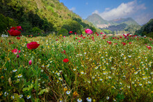 Beautiful Red Flower Garden From Nature At Doi Ang Khang National Park North Of Thailand