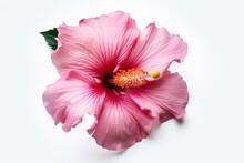 White Background Showcasing A Pink Hibiscus Flower. Generative AI
