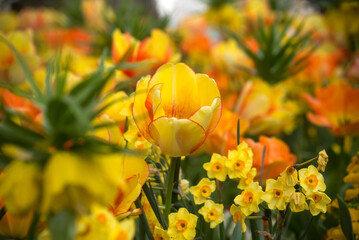 Wall Mural - Closeup of orange and yellow tulips in a public garden