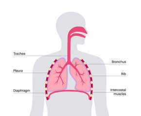 Canvas Print - Respiratory system anatomy